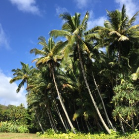 Ein Traum von Palmen und Wetter im National Tropical Botanical Garden und jetzt mit Wiese und Büschen